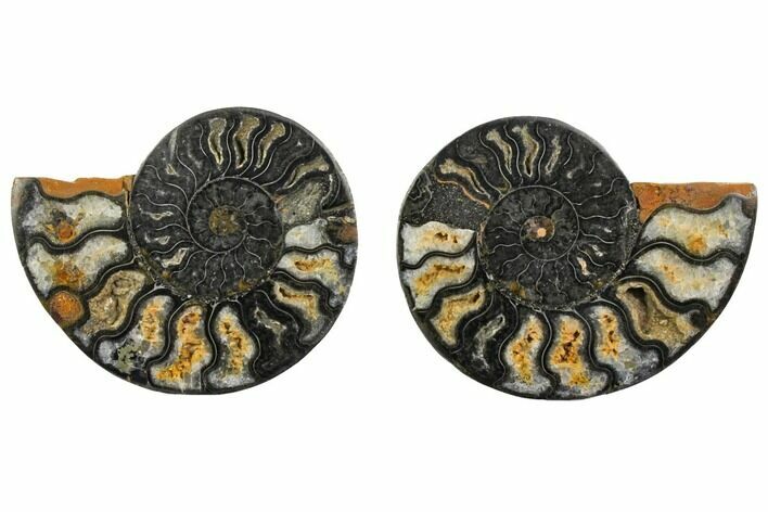 Cut/Polished Ammonite Fossil - Unusual Black Color #132641